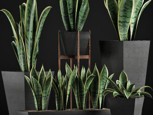 plants collection 29 3D Model