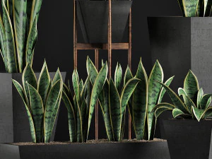 plants collection 29 3D Model