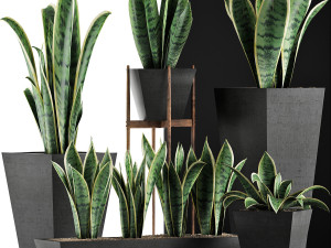 plants collection 29 3D Model