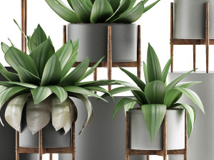 plants collection 30 Modello 3D