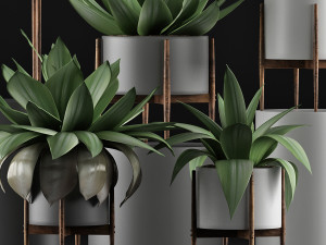 plants collection 30 Modello 3D
