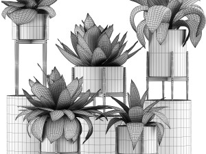 plants collection 30 Modello 3D