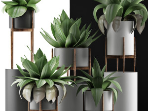 plants collection 30 Modello 3D