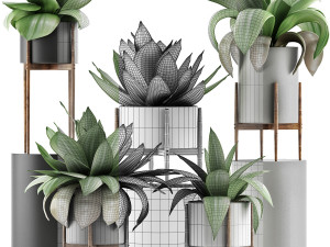 plants collection 30 Modello 3D