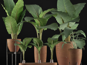 plants collection 31 Modelo 3D