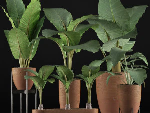 plants collection 31 3D Model