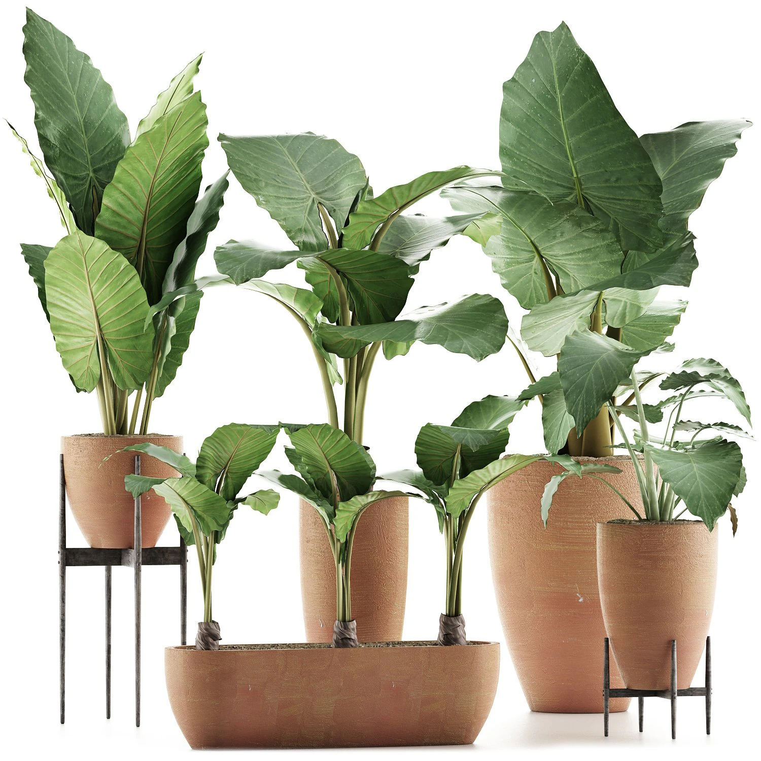 plants collection 31 3D Model .c4d .max .obj .3ds .fbx .stl .blend