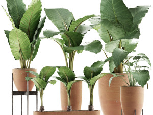 plants collection 31 3D Model