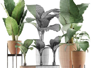 plants collection 31 3D Model