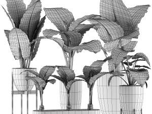 plants collection 31 3D Model