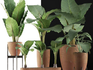 plants collection 31 3D Model