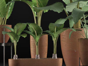 plants collection 31 3D Model