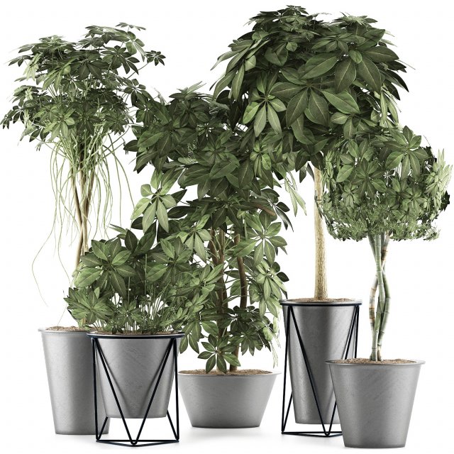 plants collection 32 Modelo 3D .c4d .max .obj .3ds .fbx .stl .blend 