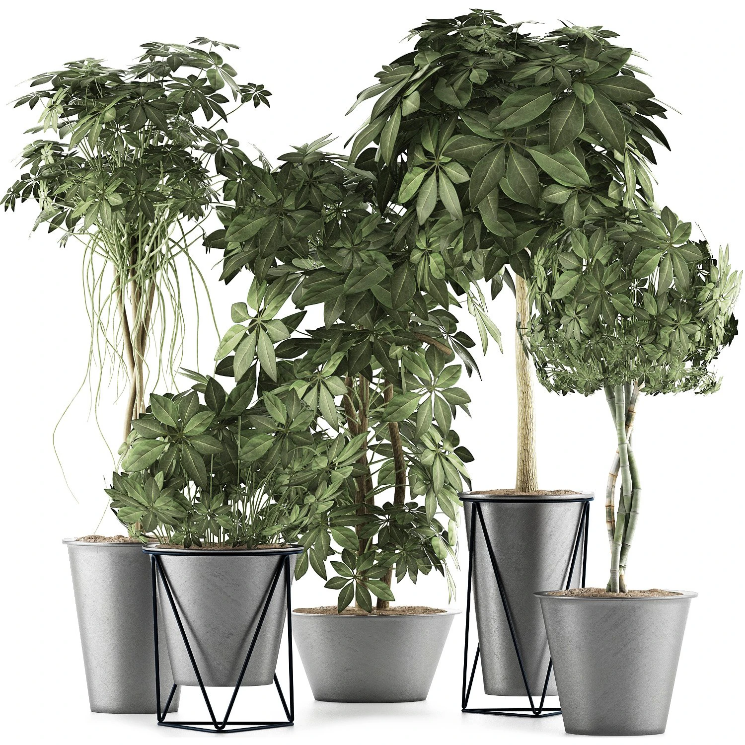 plants collection 32 3D Model .c4d .max .obj .3ds .fbx .stl .blend 
