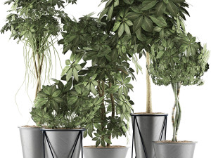 plants collection 32 3D Model