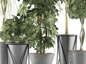 plants collection 32 3D Model