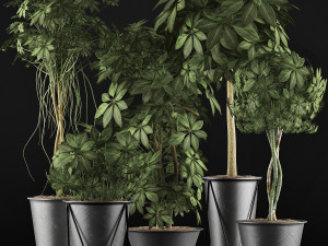 plants collection 32 Modelo 3D