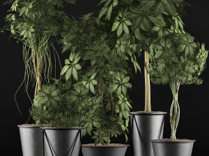 plants collection 32 3D Model