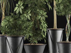 plants collection 32 3D Model