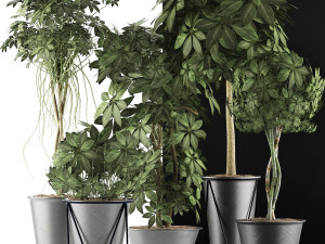 plants collection 32 Modelo 3D