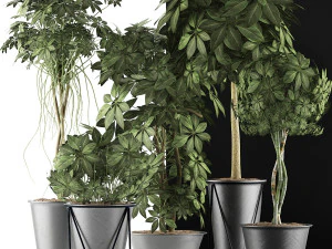 plants collection 32 3D Model