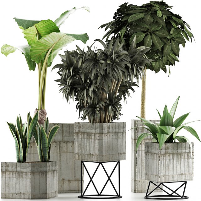 plants collection 34 3D Model .c4d .max .obj .3ds .fbx .stl .blend 