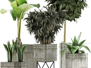 plants collection 34 Modèle 3D