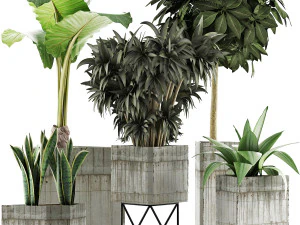 коллекция растений 34 3D Модель