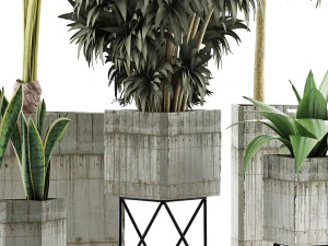 plants collection 34 3D Model