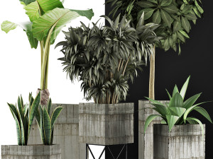 plants collection 34 3D Model