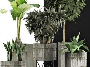 plants collection 34 3D Model