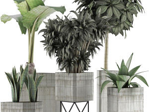 plants collection 34 3D Model