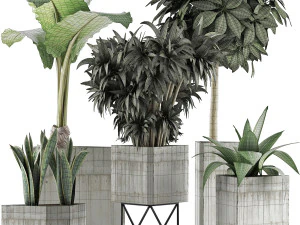 plants collection 34 3D Model