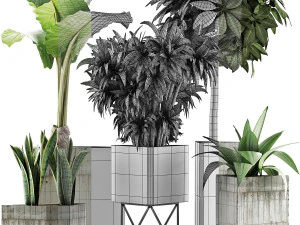 plants collection 34 3D Model