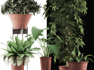 plants collection 35 3D Модель