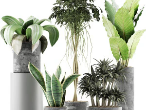 коллекция растений 36 3D Модель