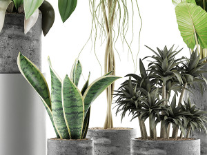 plants collection 36 3Dモデル