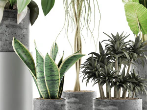 plants collection 36 3D Model