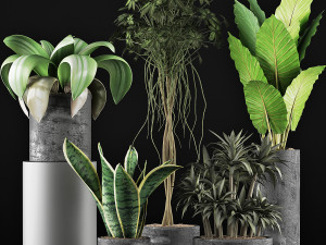 plants collection 36 3Dモデル
