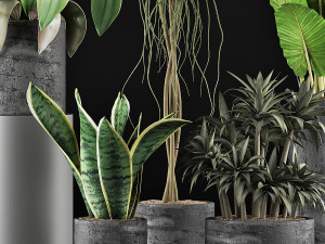 plants collection 36 3Dモデル