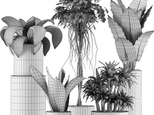 plants collection 36 3Dモデル