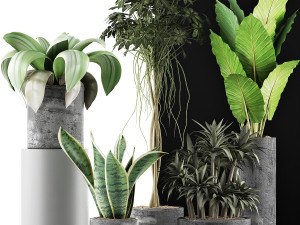 plants collection 36 3Dモデル