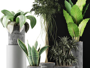 plants collection 36 3D Model