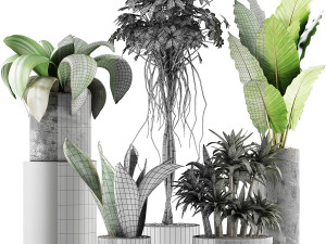 plants collection 36 3Dモデル