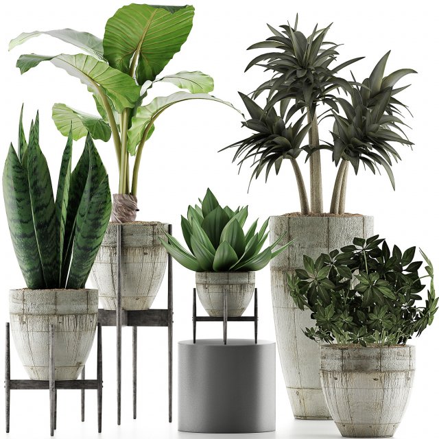 plants collection 37 3D 模型 .c4d .max .obj .3ds .fbx .stl .blend