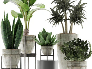 colecci&oacute;n de plantas 37 Modelo 3D