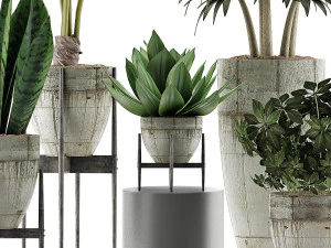 plants collection 37 3D Model
