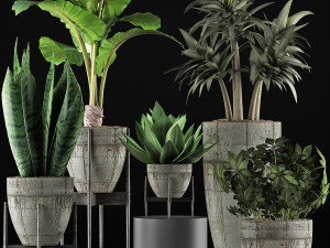 plants collection 37 3D 模型