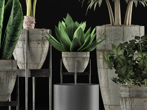 plants collection 37 3D 模型