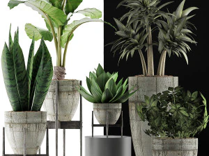 plants collection 37 3D Model